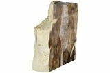 Polished, Petrified Wood (Metasequoia) Stand Up - Oregon #185149-2